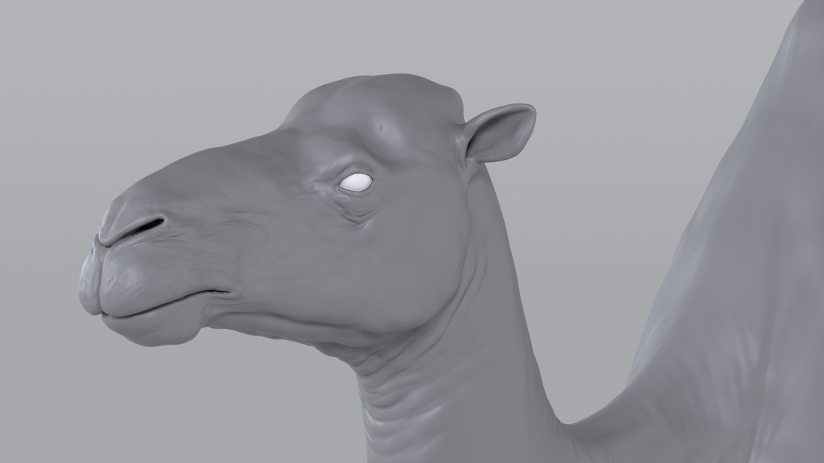 Camel