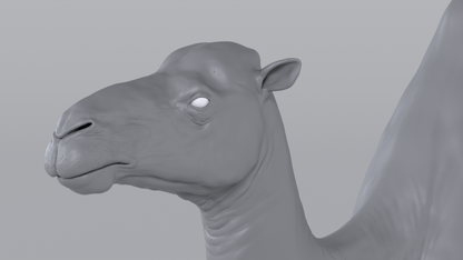 Camel