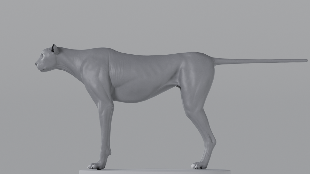 Cheetah