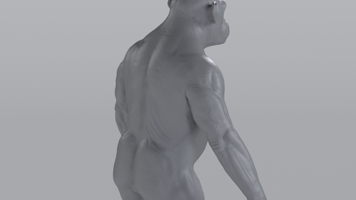 Chimpanzee