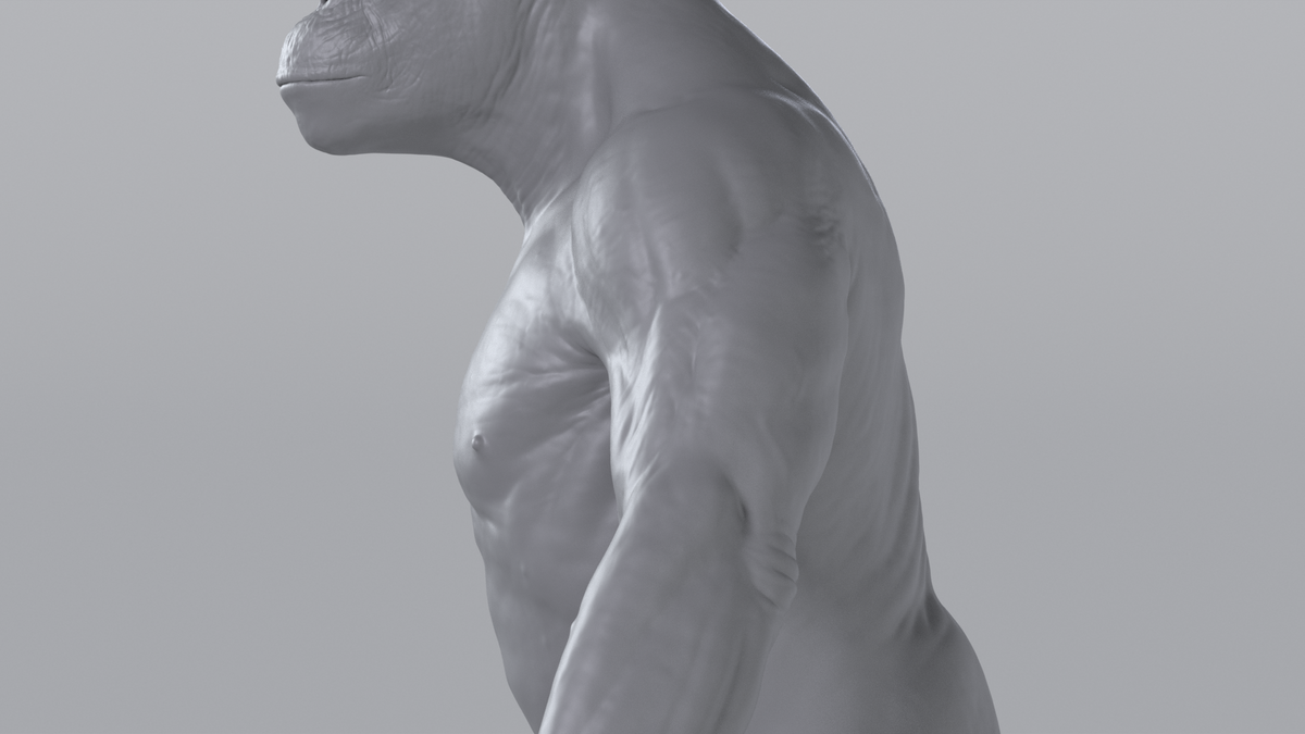 Chimpanzee