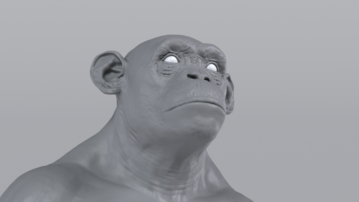 Chimpanzee