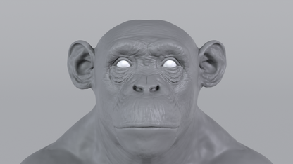 Chimpanzee