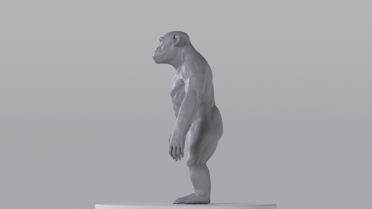 Chimpanzee