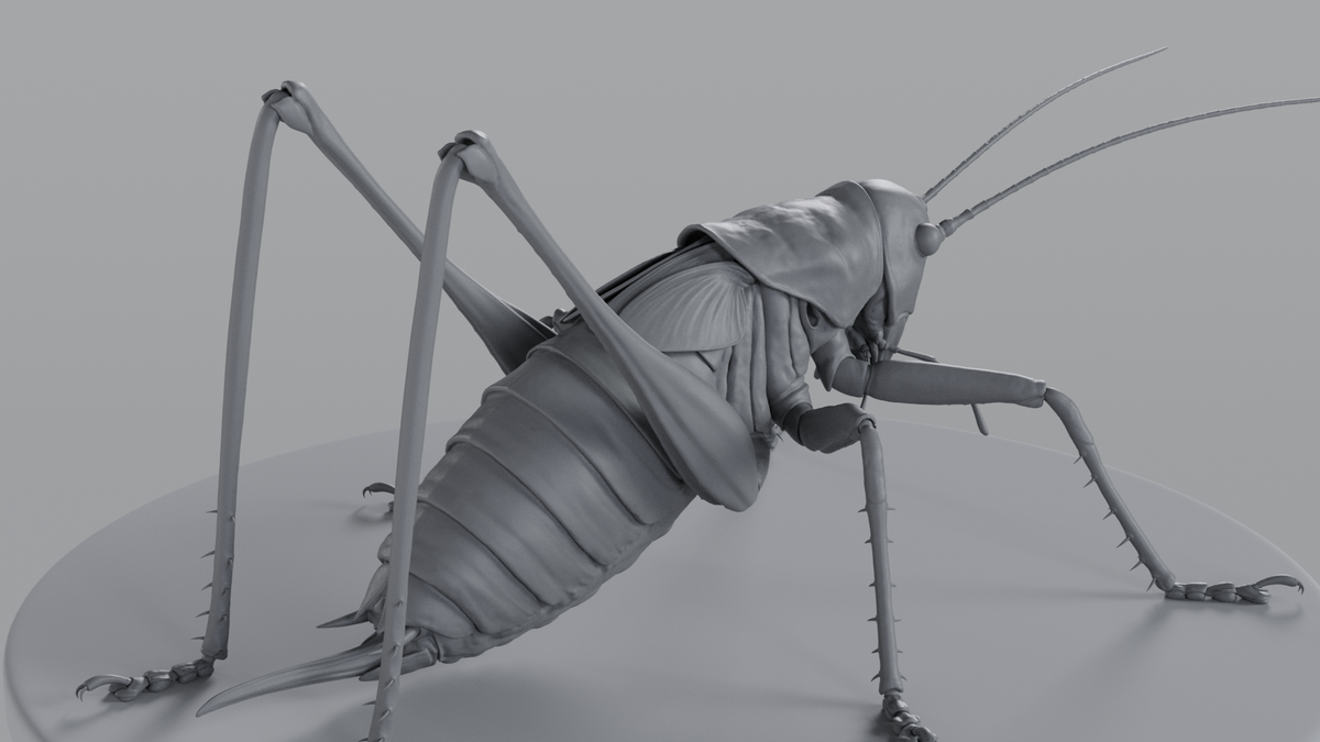 Cricket