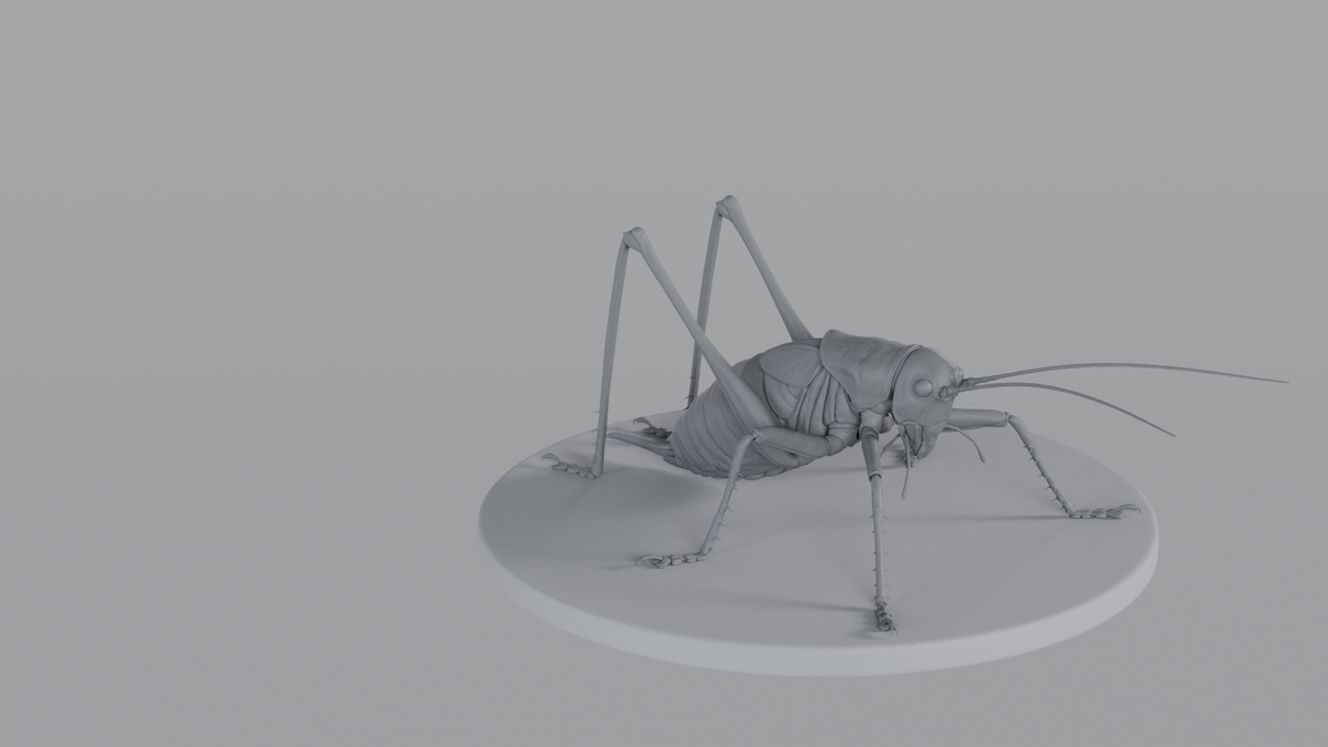 Cricket