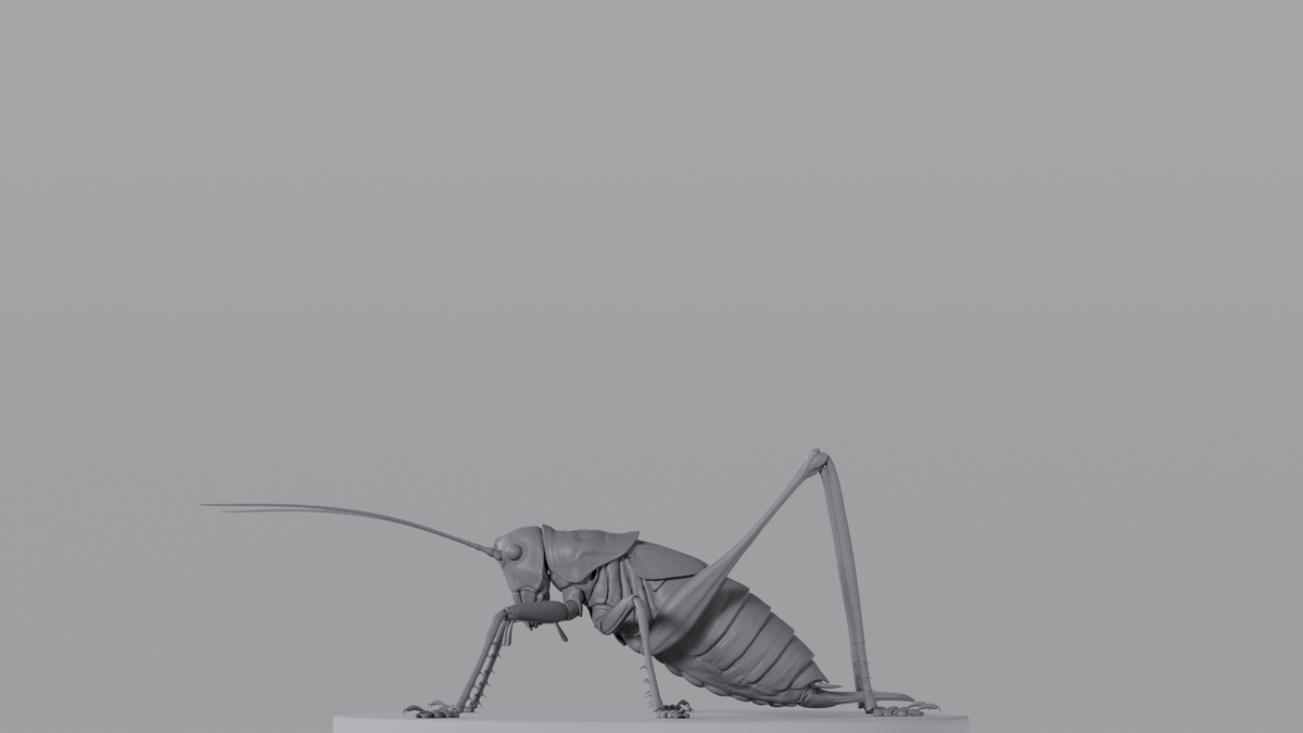 Cricket