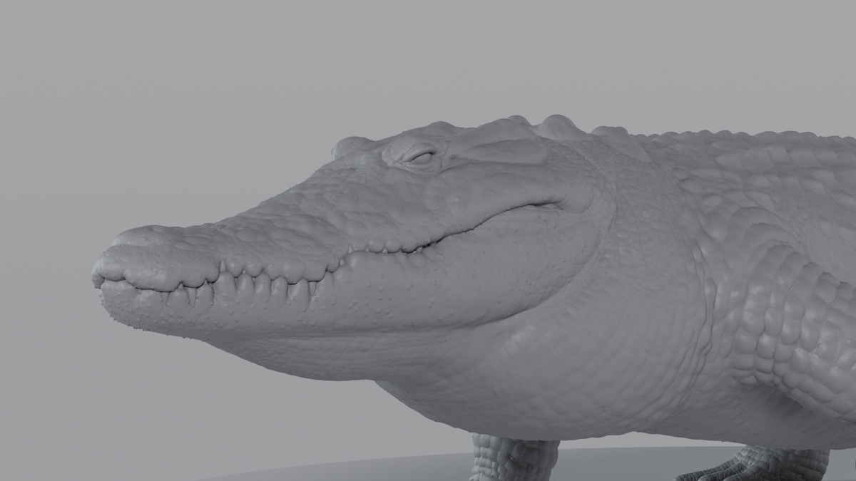 Crocodile