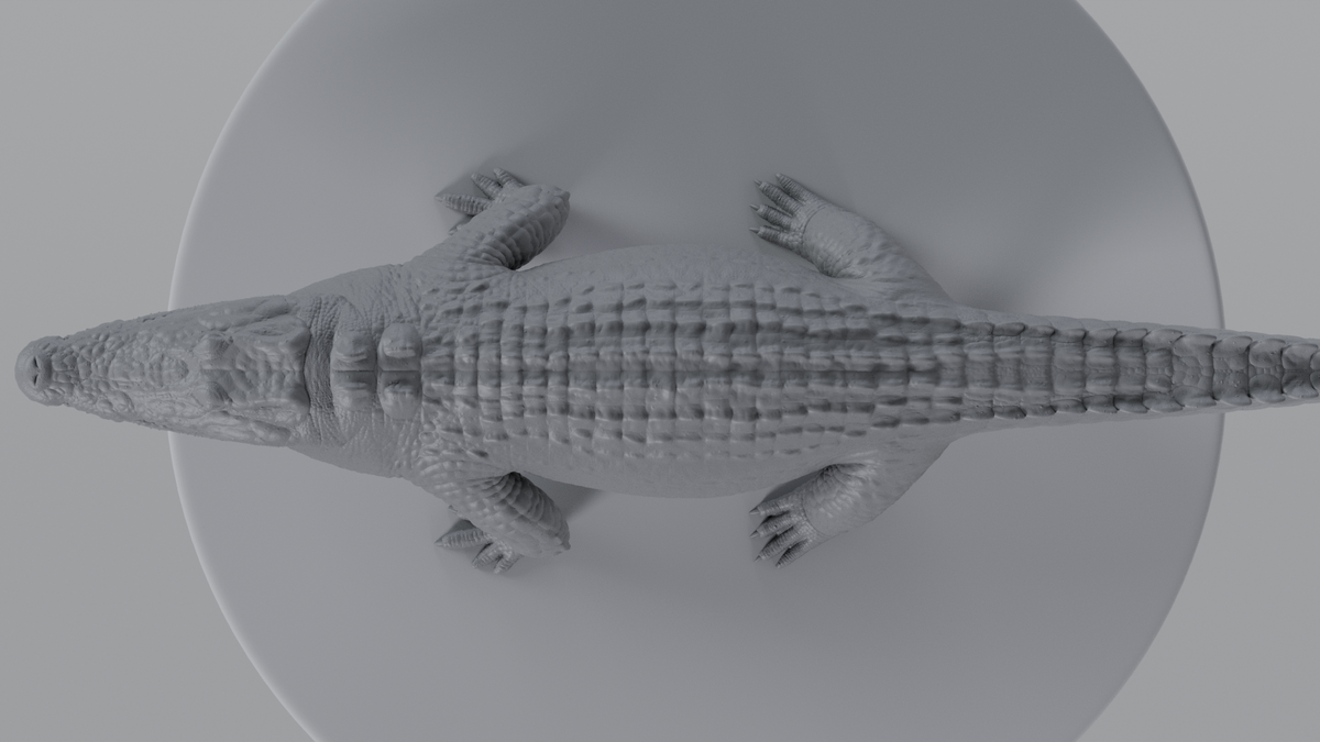 Crocodile