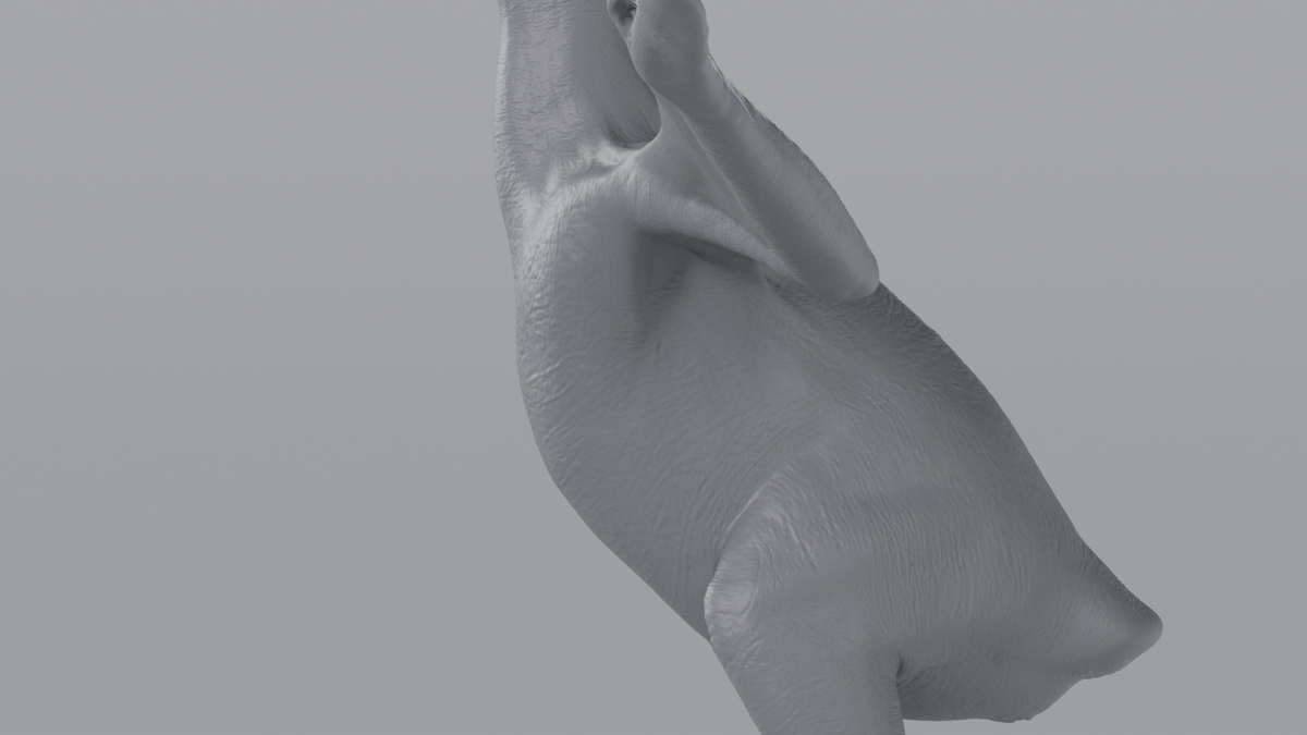 Crow