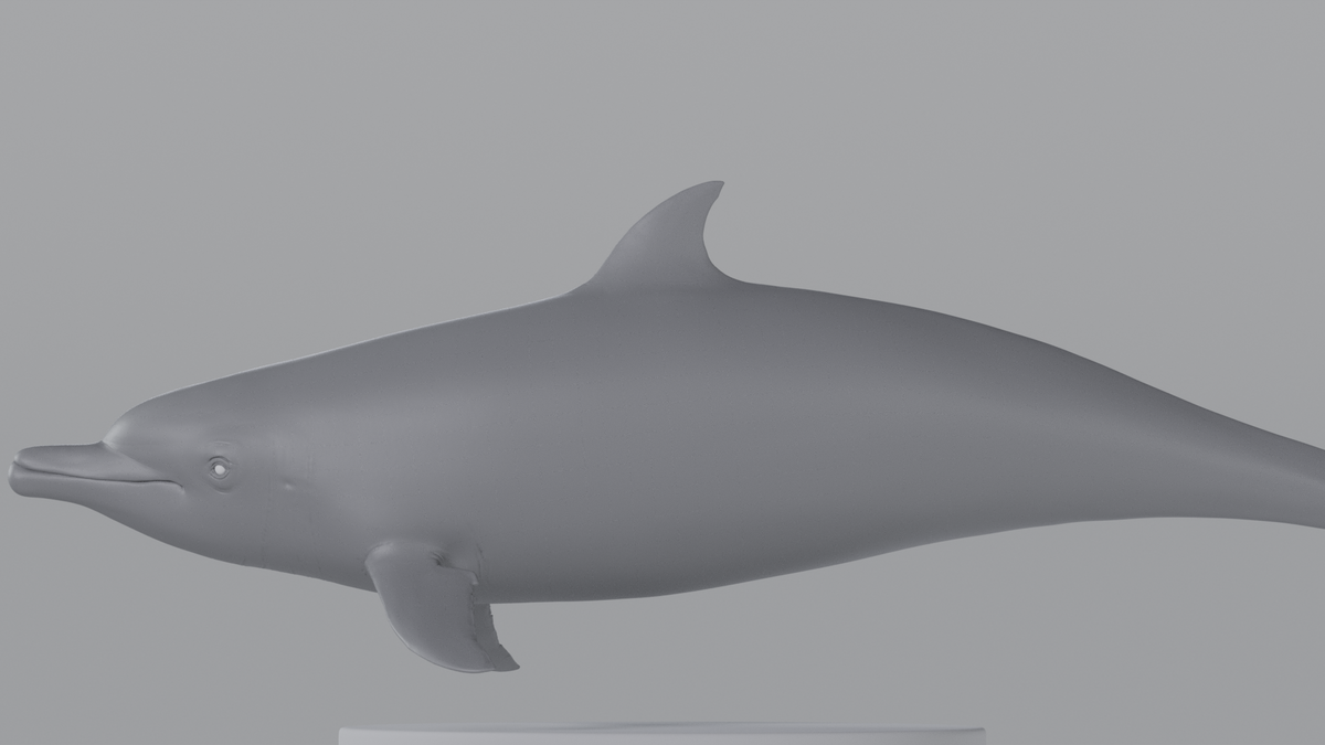Dolphin