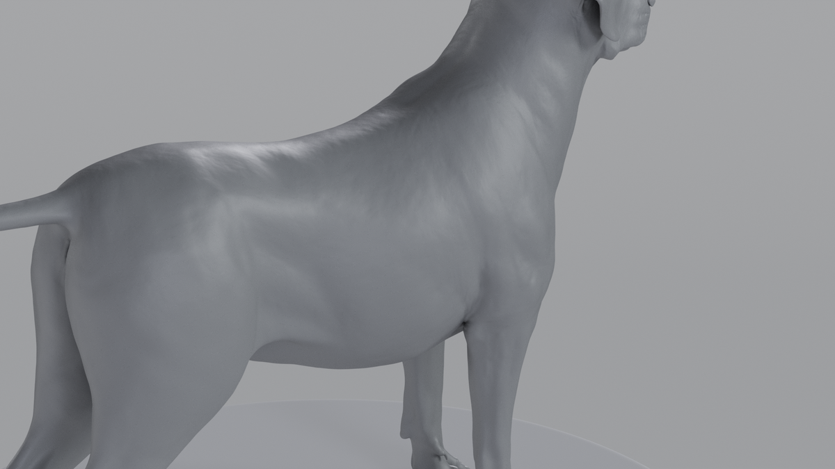 Labrador