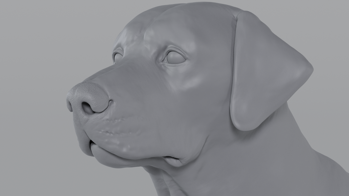 Labrador