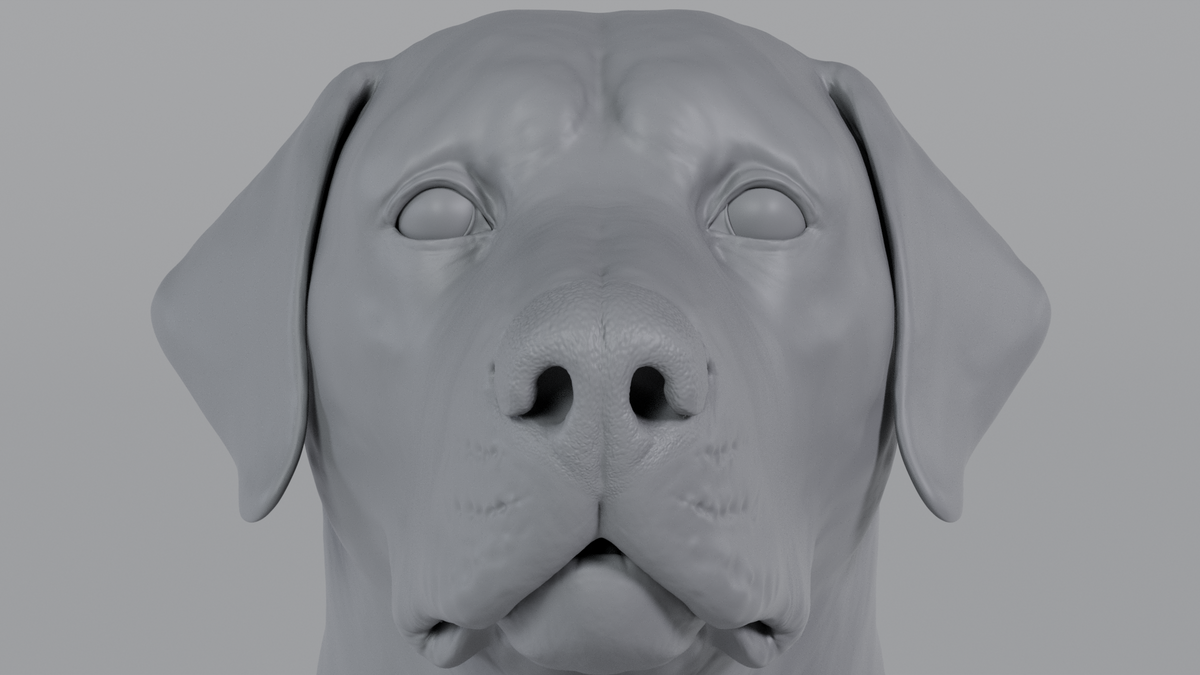 Labrador