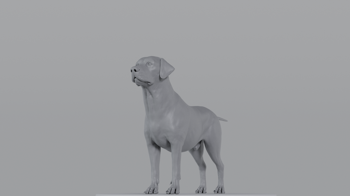 Labrador