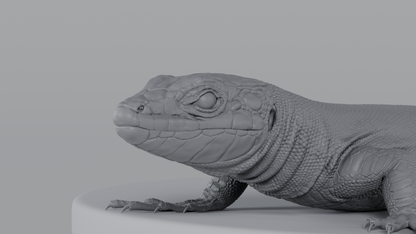 Lizard