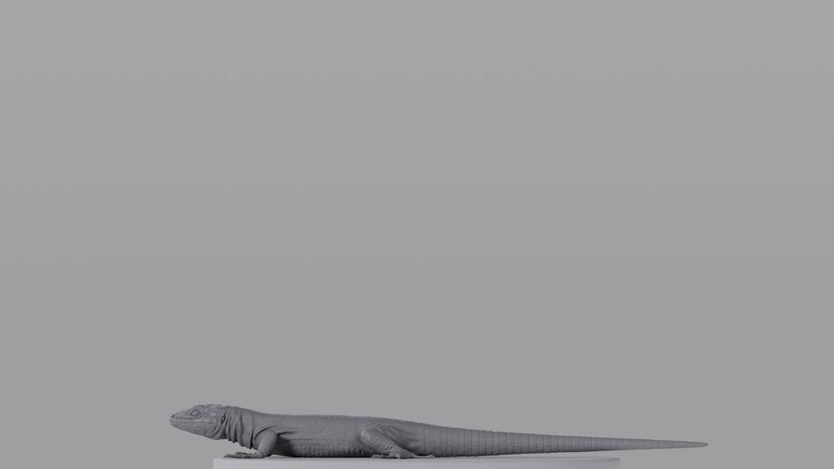 Lizard