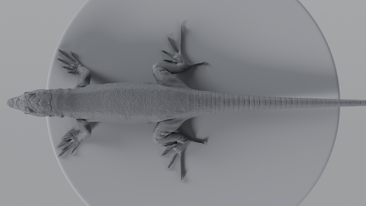 Lizard