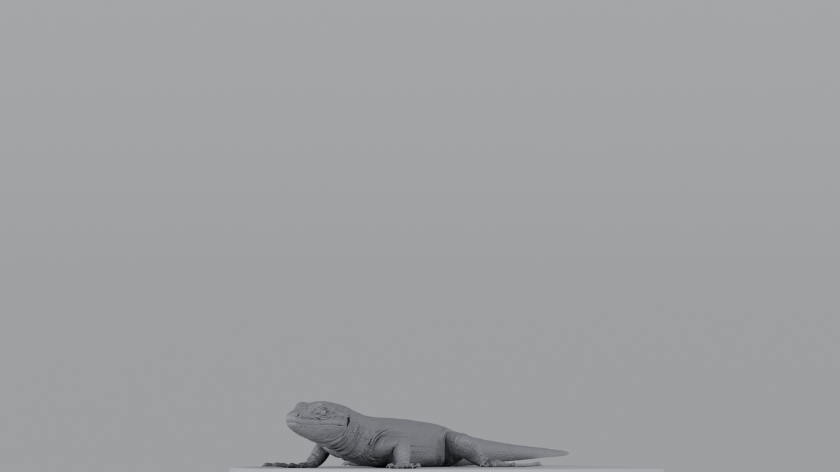 Lizard