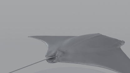 Manta Ray