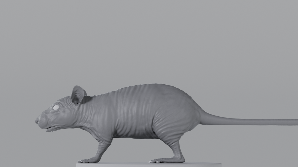 Mouse