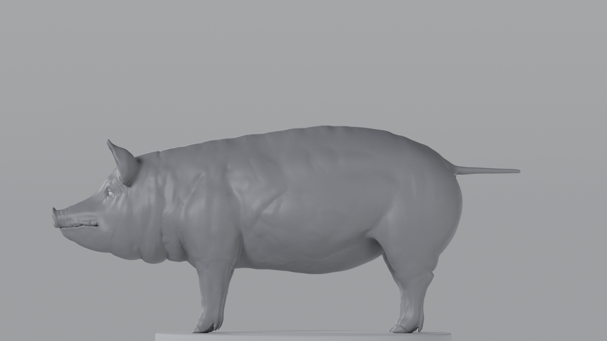 Pig