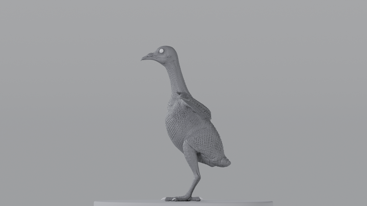 Pigeon