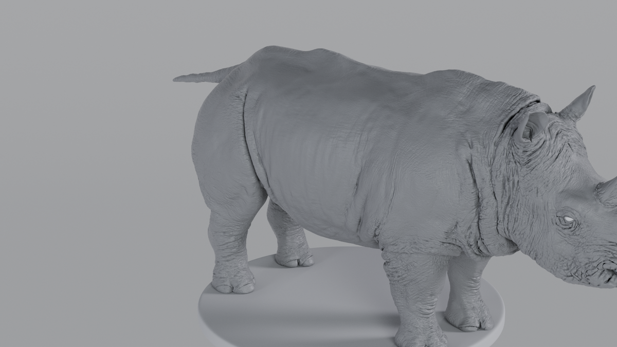 White Rhino
