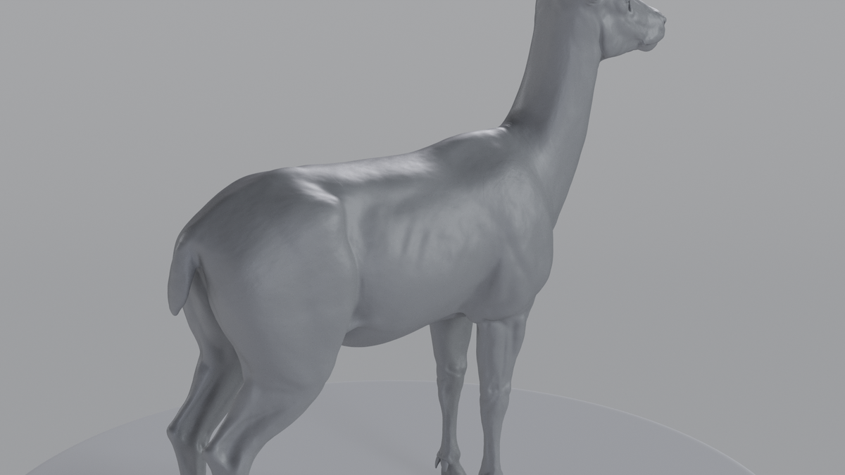Female Deer