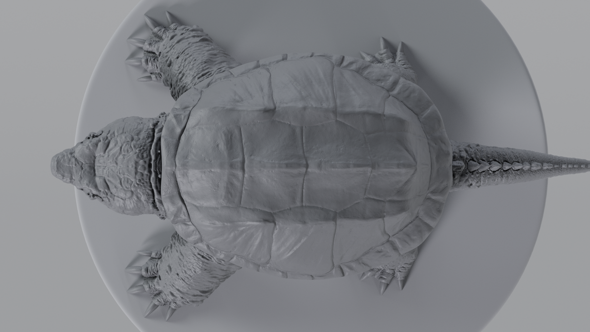 Snapping Turtle