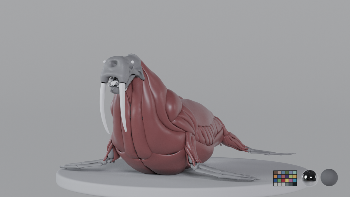 Walrus