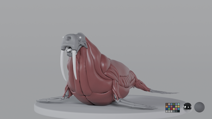Walrus