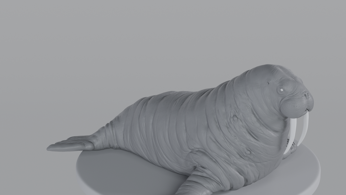 Walrus