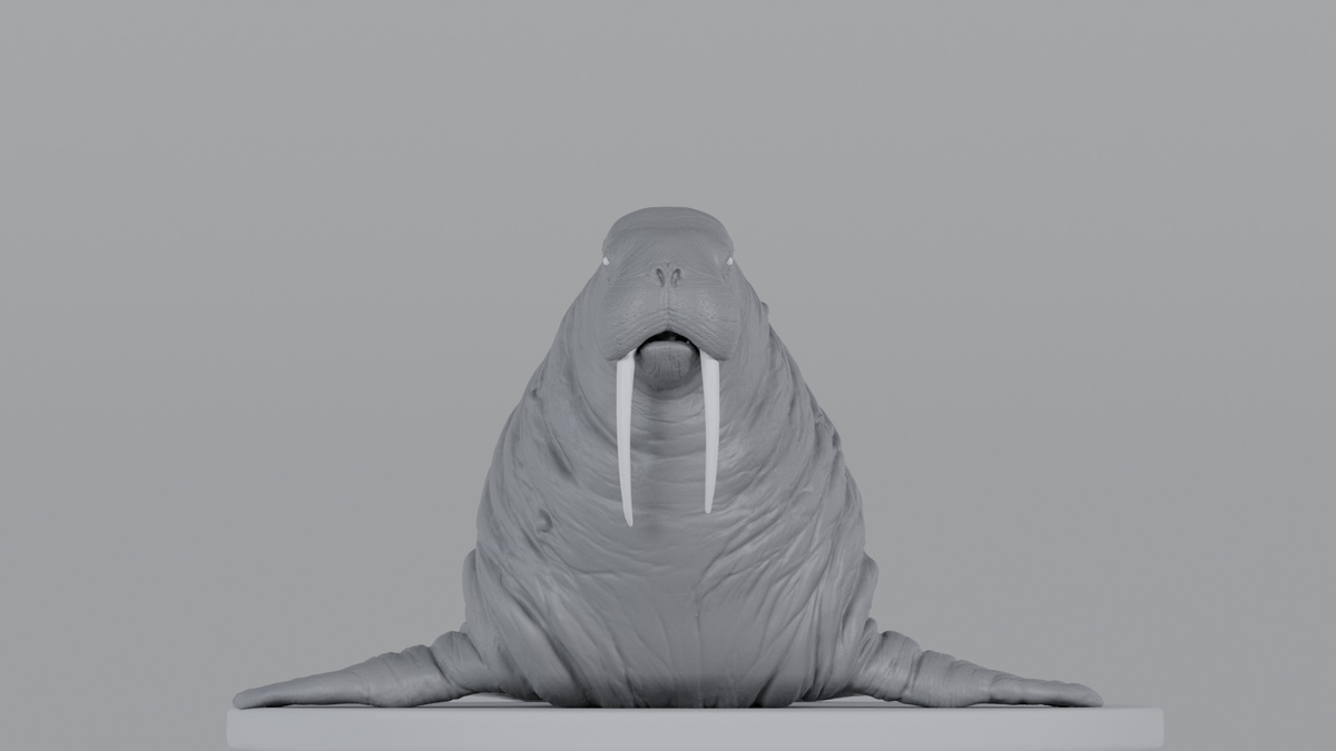 Walrus