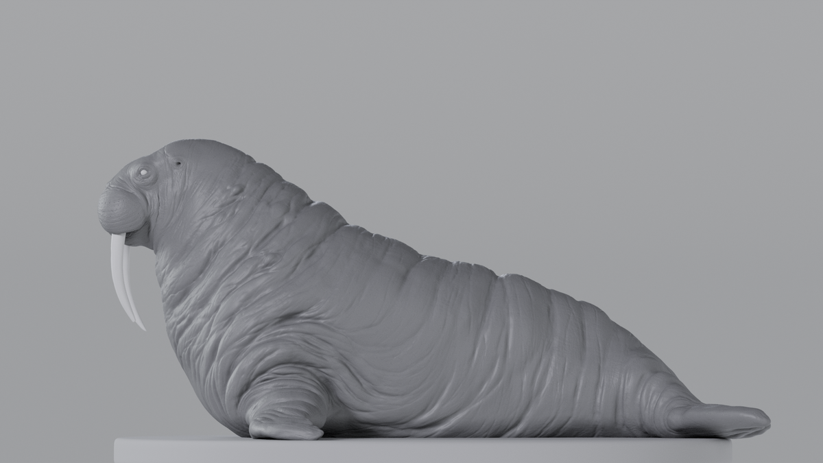 Walrus