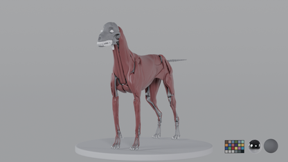 Weimaraner