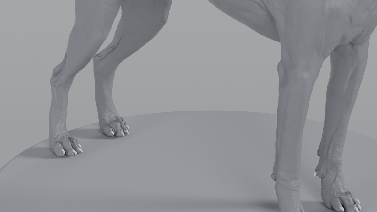 Weimaraner
