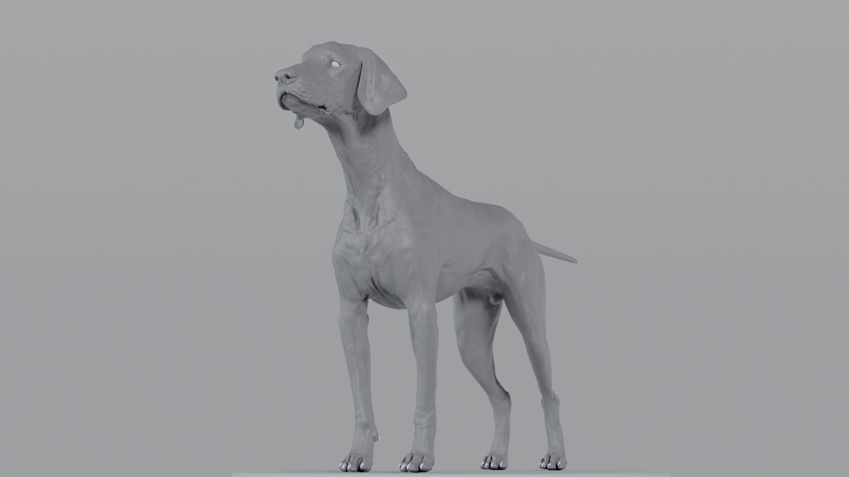 Weimaraner