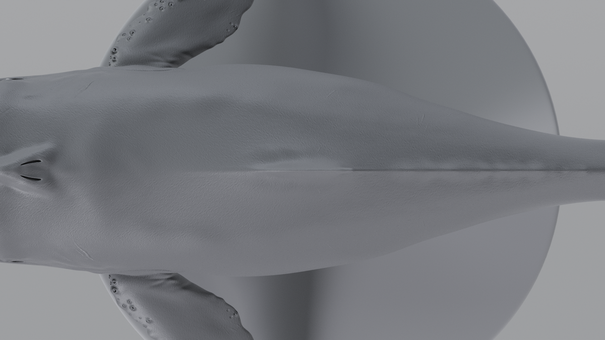 Whale