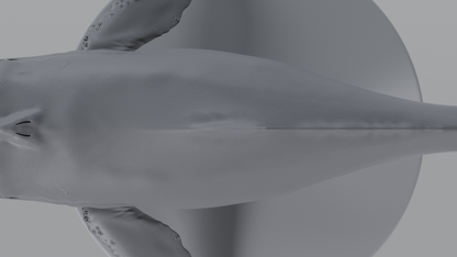 Whale
