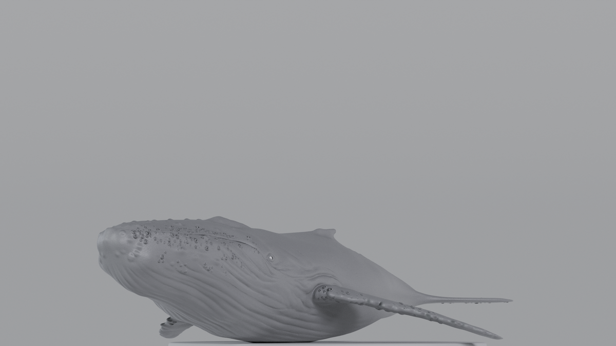 Whale