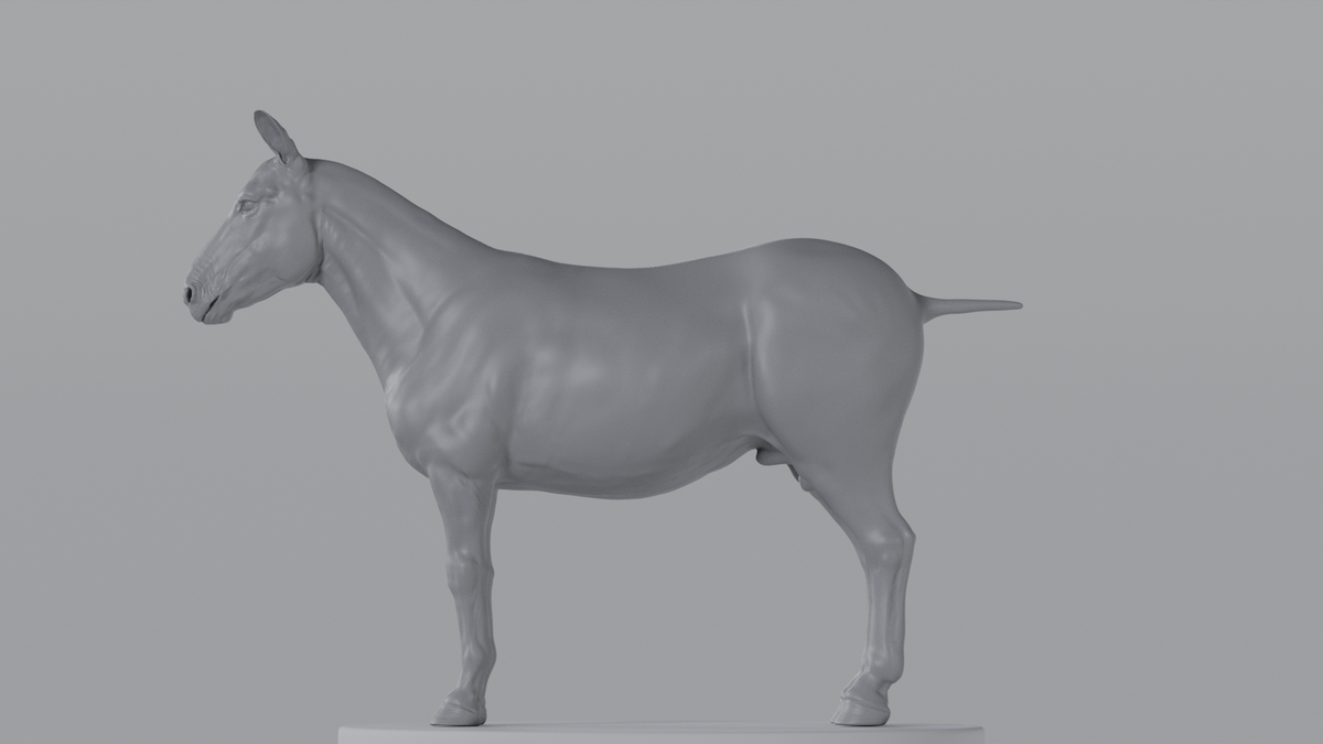 Zebra