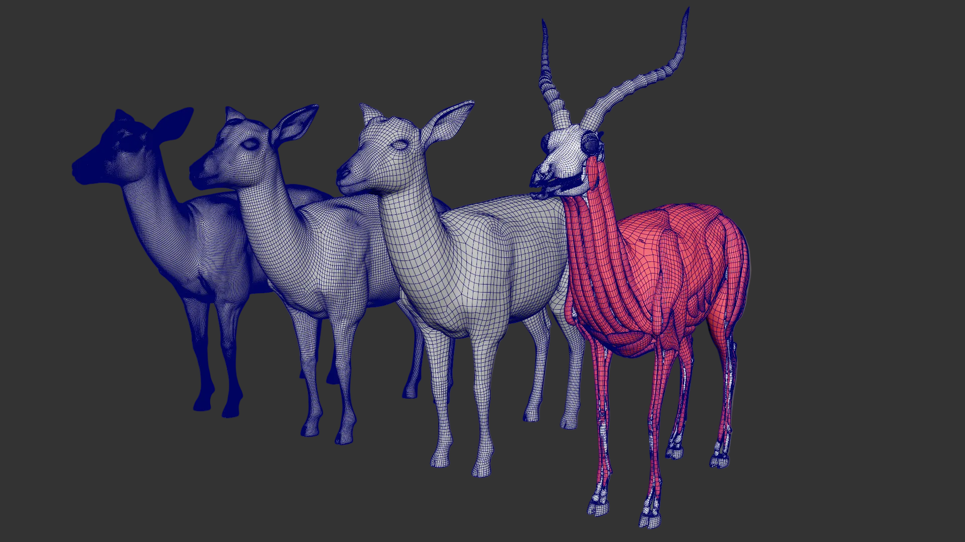 Antelope