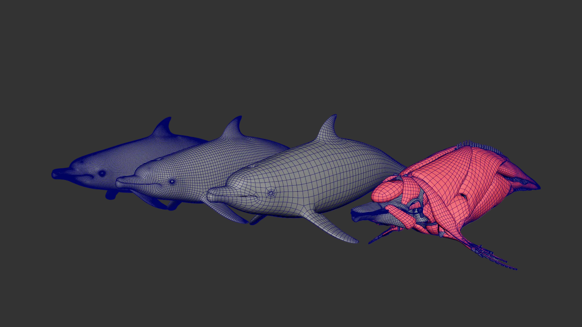 Dolphin
