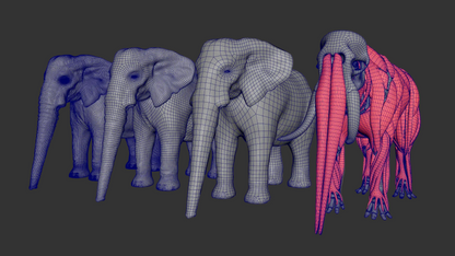 African Elephant