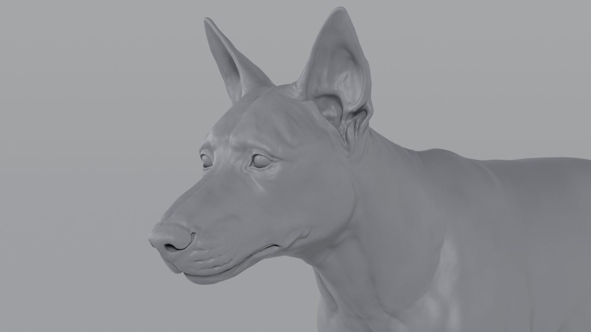 German Sheperd