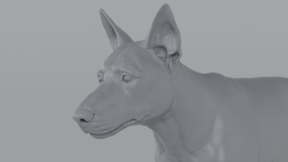 German Sheperd