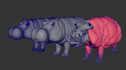 Hippopotamus