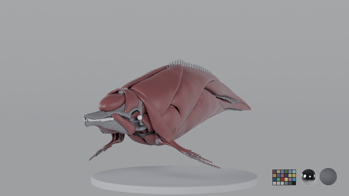 Dolphin