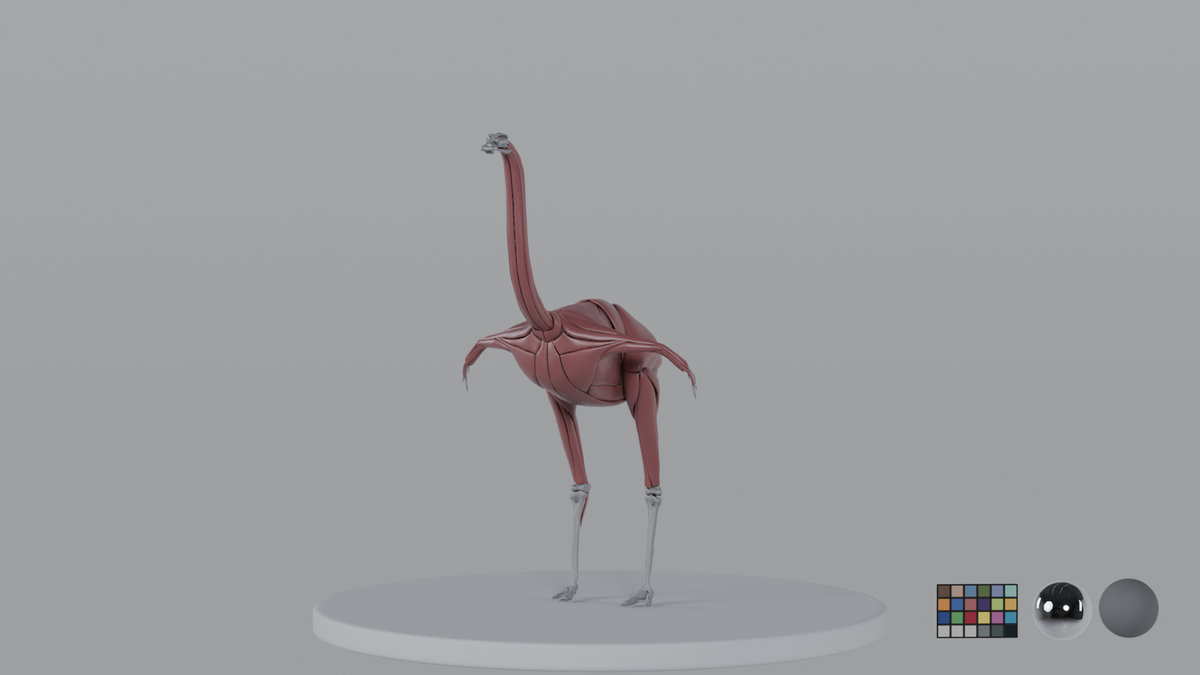 Ostrich